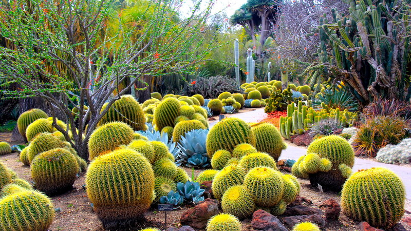 Cactus Garden Landscape — Green, Serene, Afternoon, Photograph