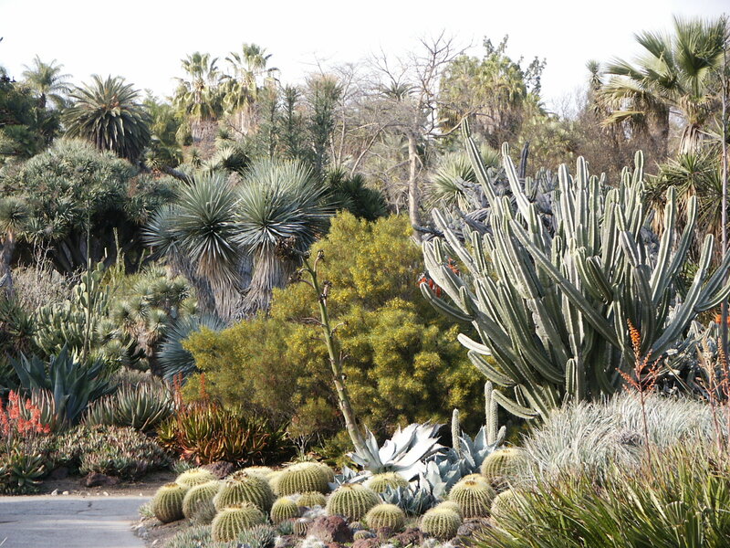 Cactus Garden Landscape — Green, Serene, Afternoon