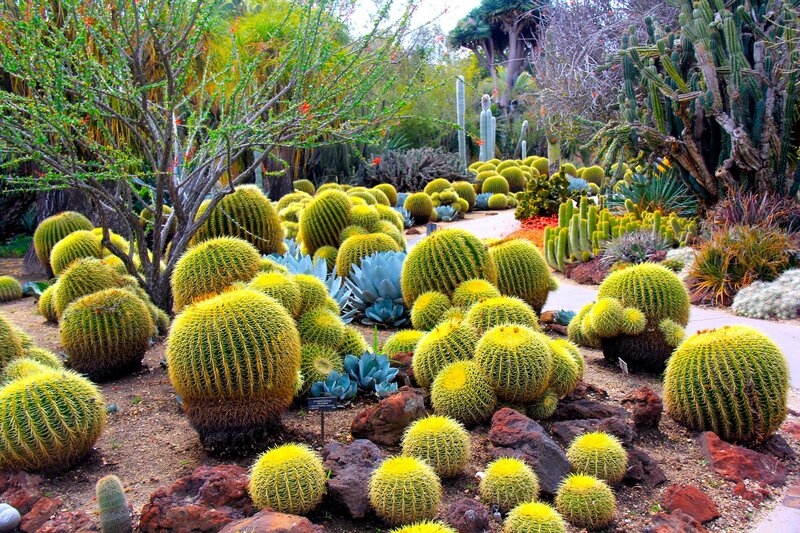 Cactus Garden Landscape — Green, Serene