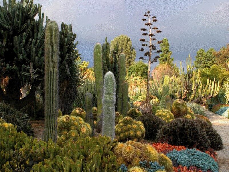 Cactus Garden Landscape — Green