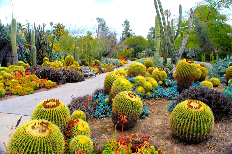Cactus garden path