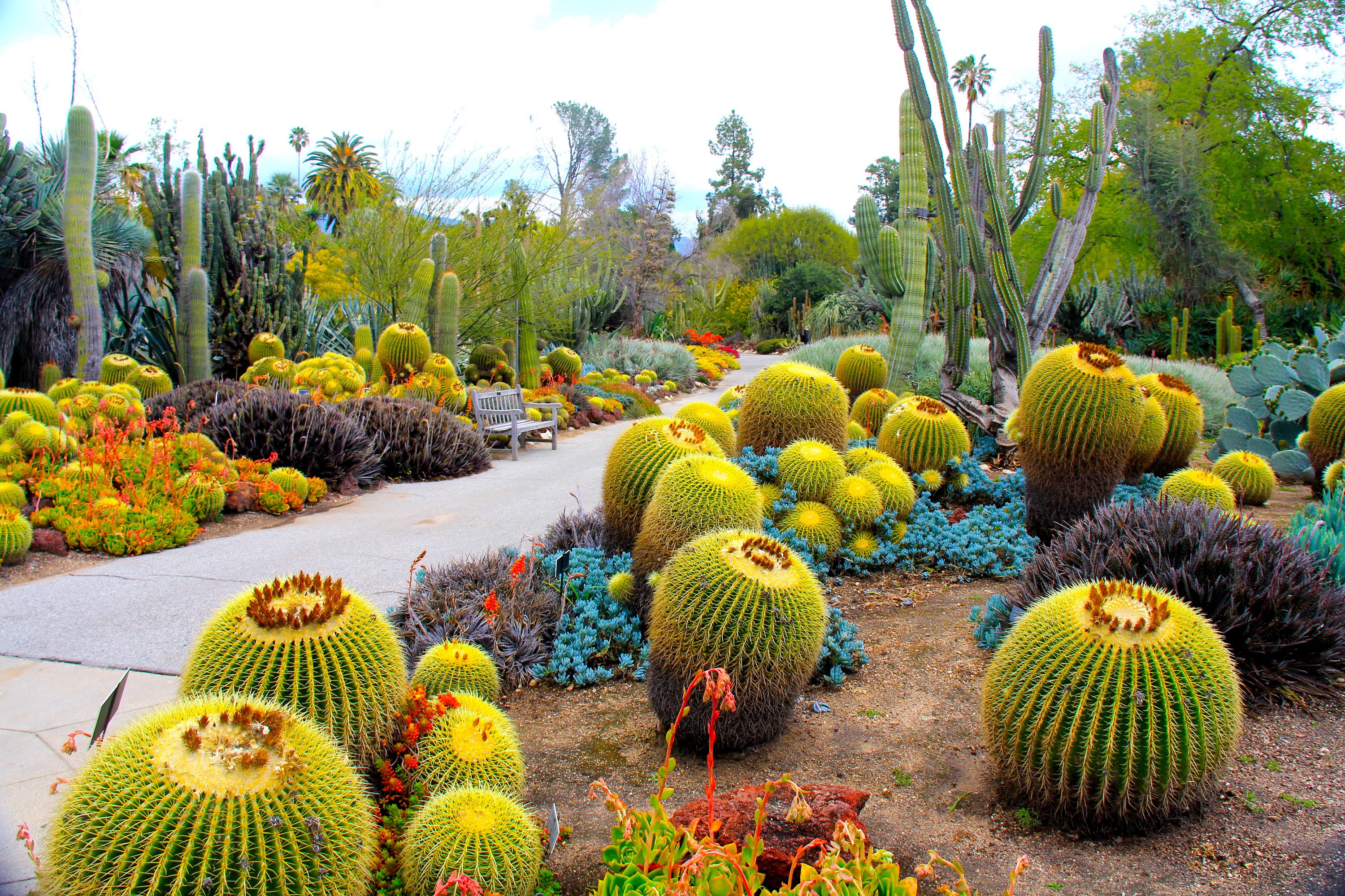 Cactus garden path