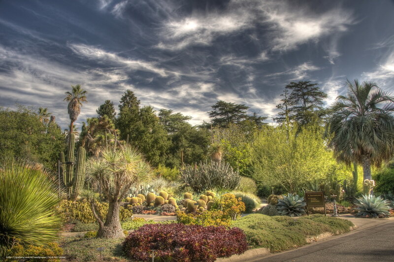 Cactus garden under dramatic sky