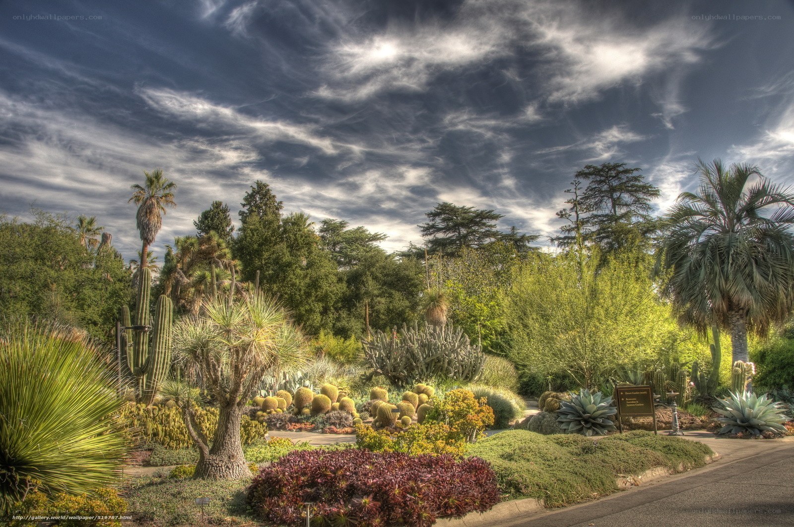 Cactus garden under dramatic sky