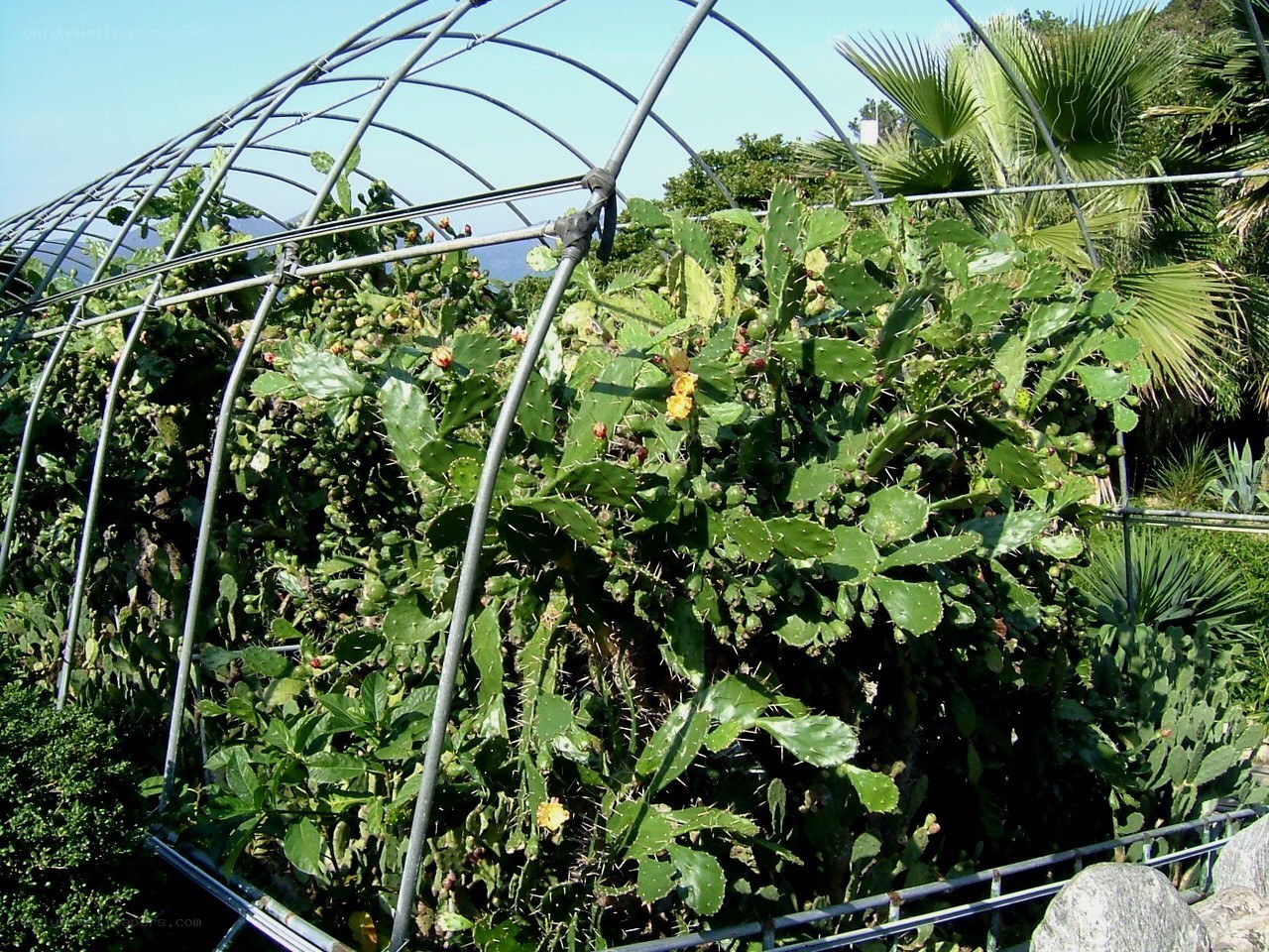 Cactus garden under metal frame