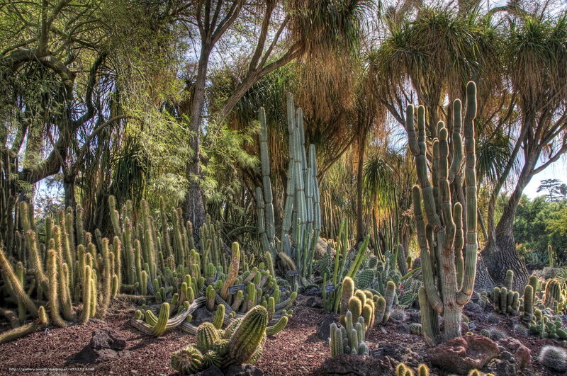 Cactus garden under trees