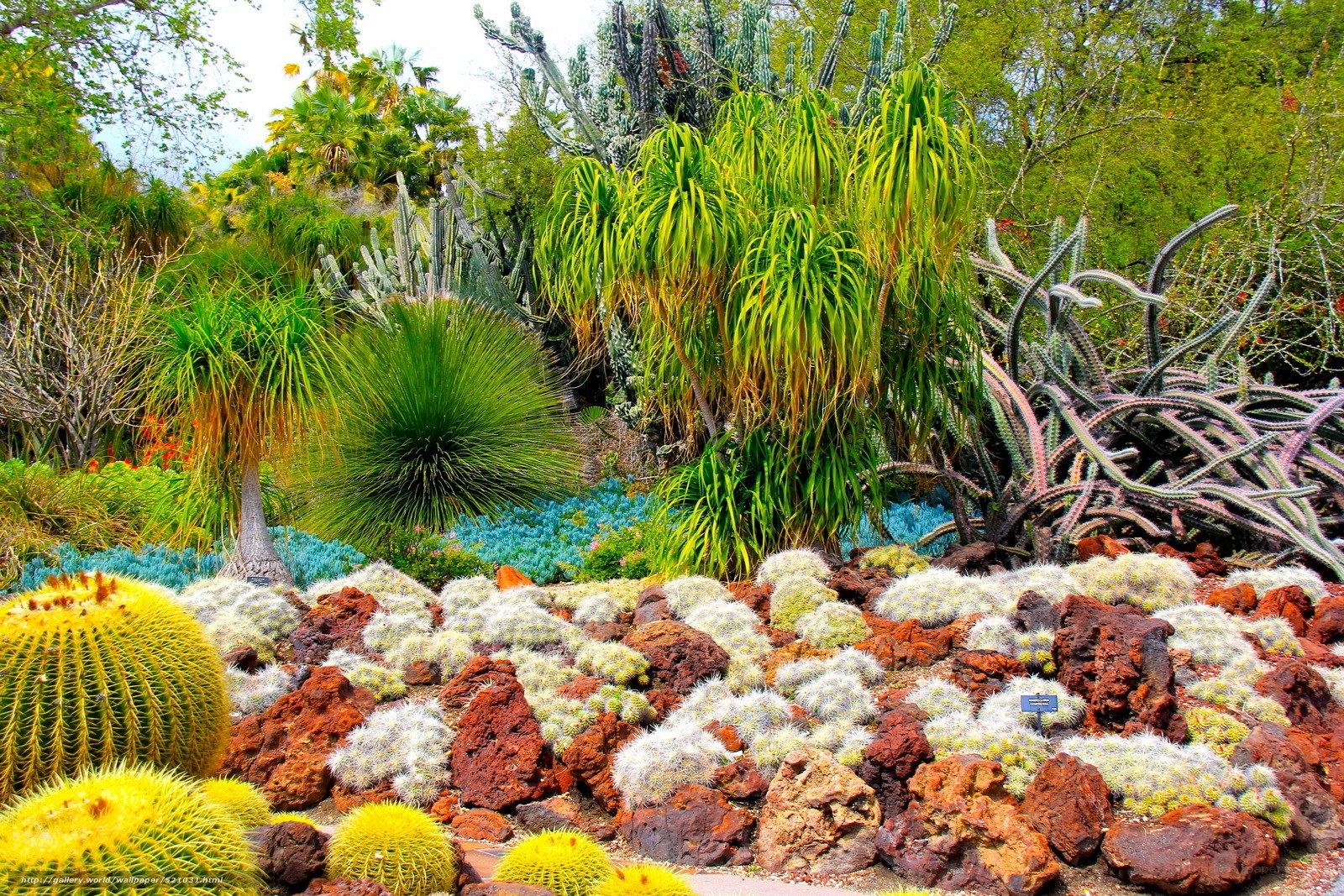 Cactus garden with diverse succulents