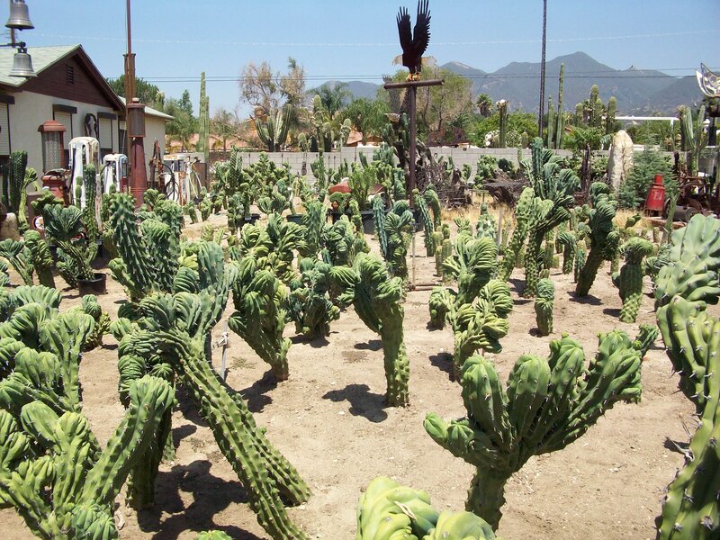 Cactus garden with eagle sculpture
