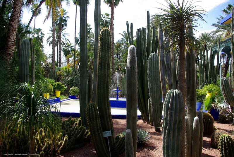 Cactus Garden with Fountain — Green