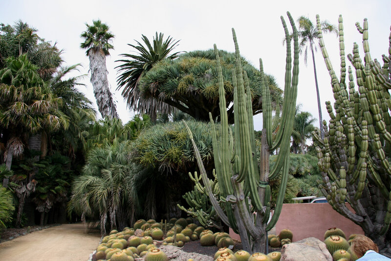 Cactus Garden with Palm Trees — Green