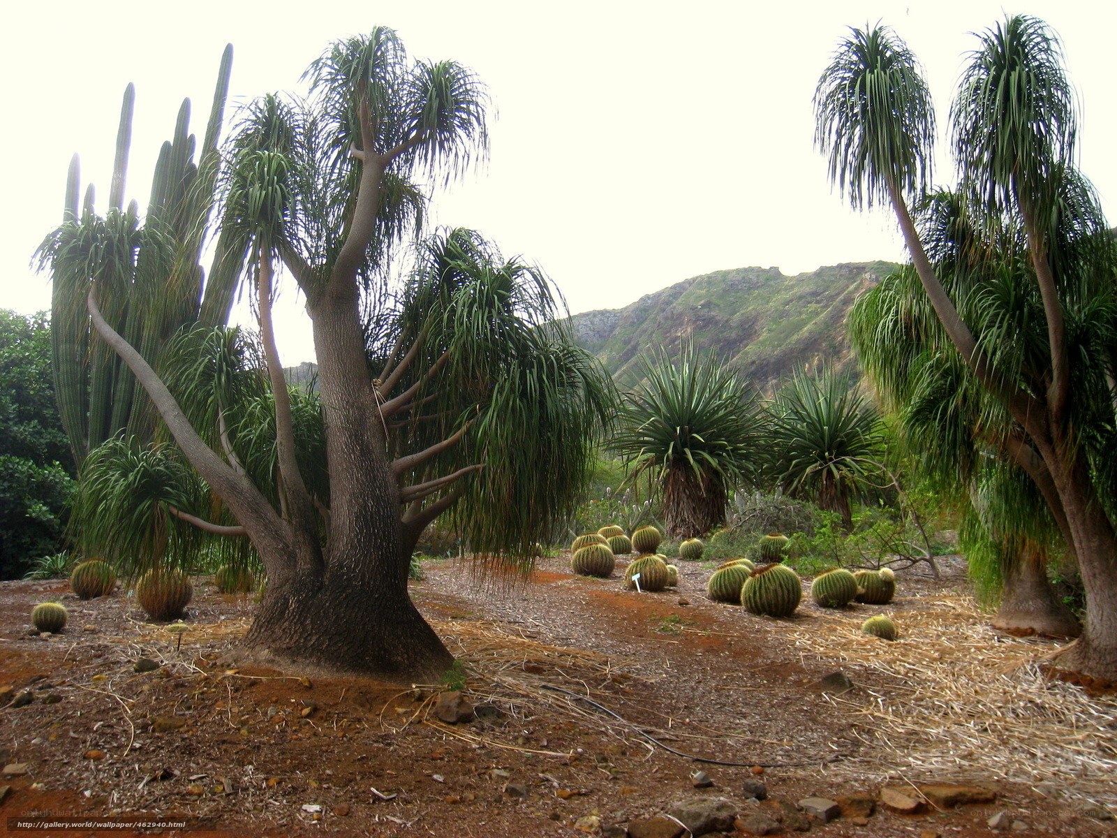 Cactus garden with palm trees