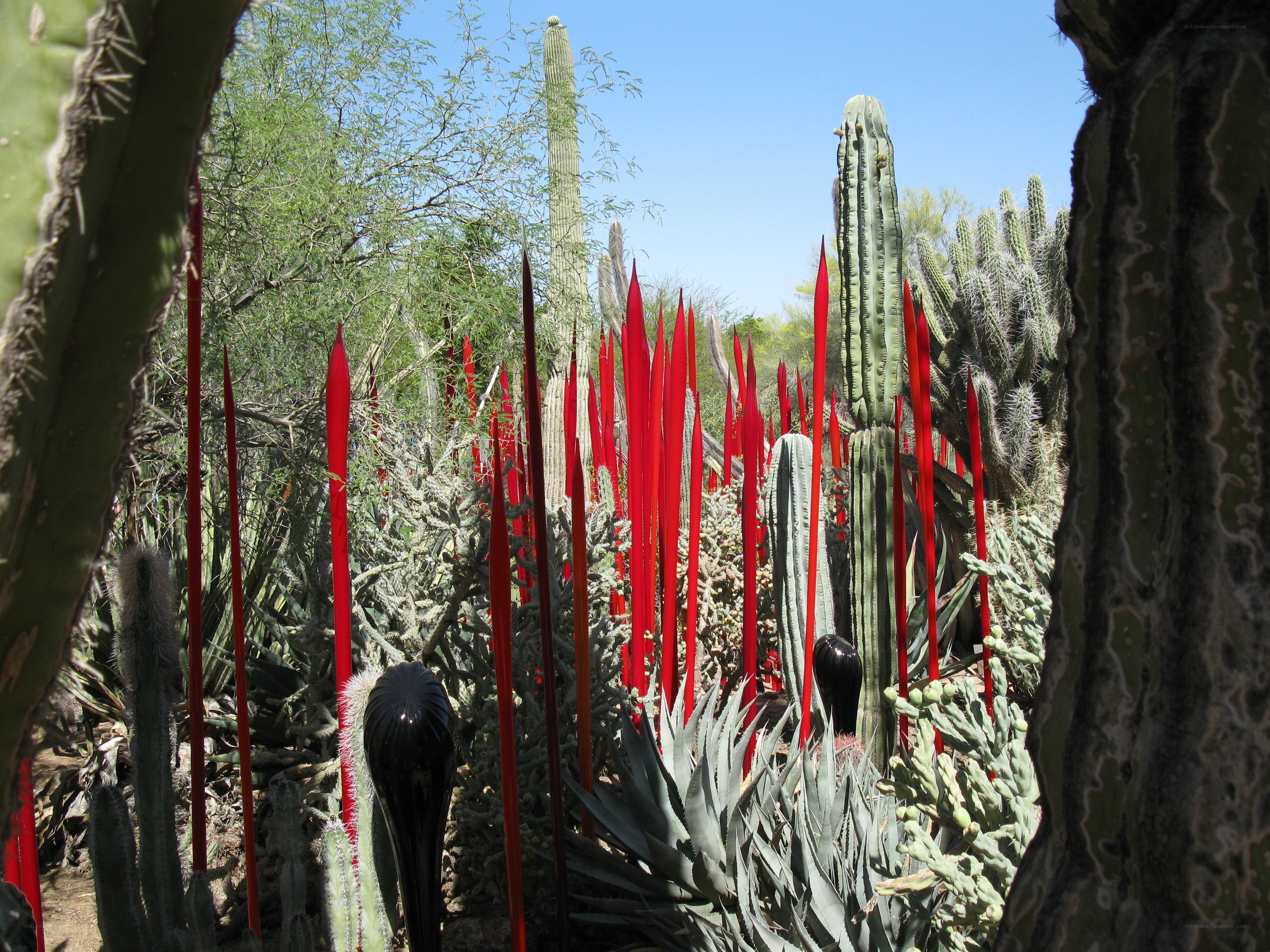 Cactus garden with red sculptures