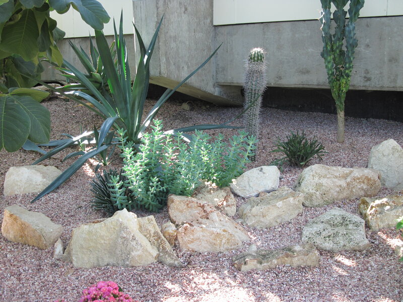 Cactus Garden with Rocks
