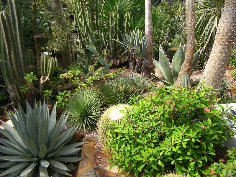 Cactus Garden with Succulents
