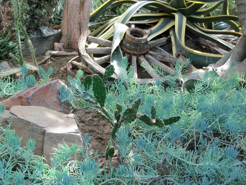 Cactus garden with wooden wheel