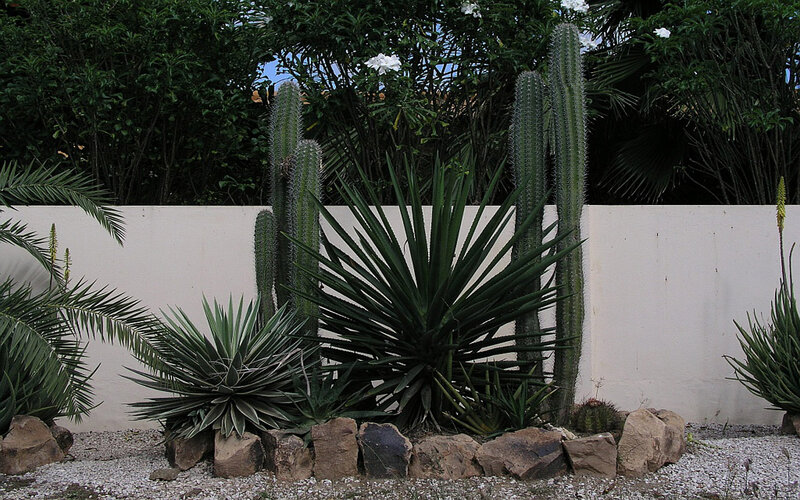 Cactus Garden with Yucca