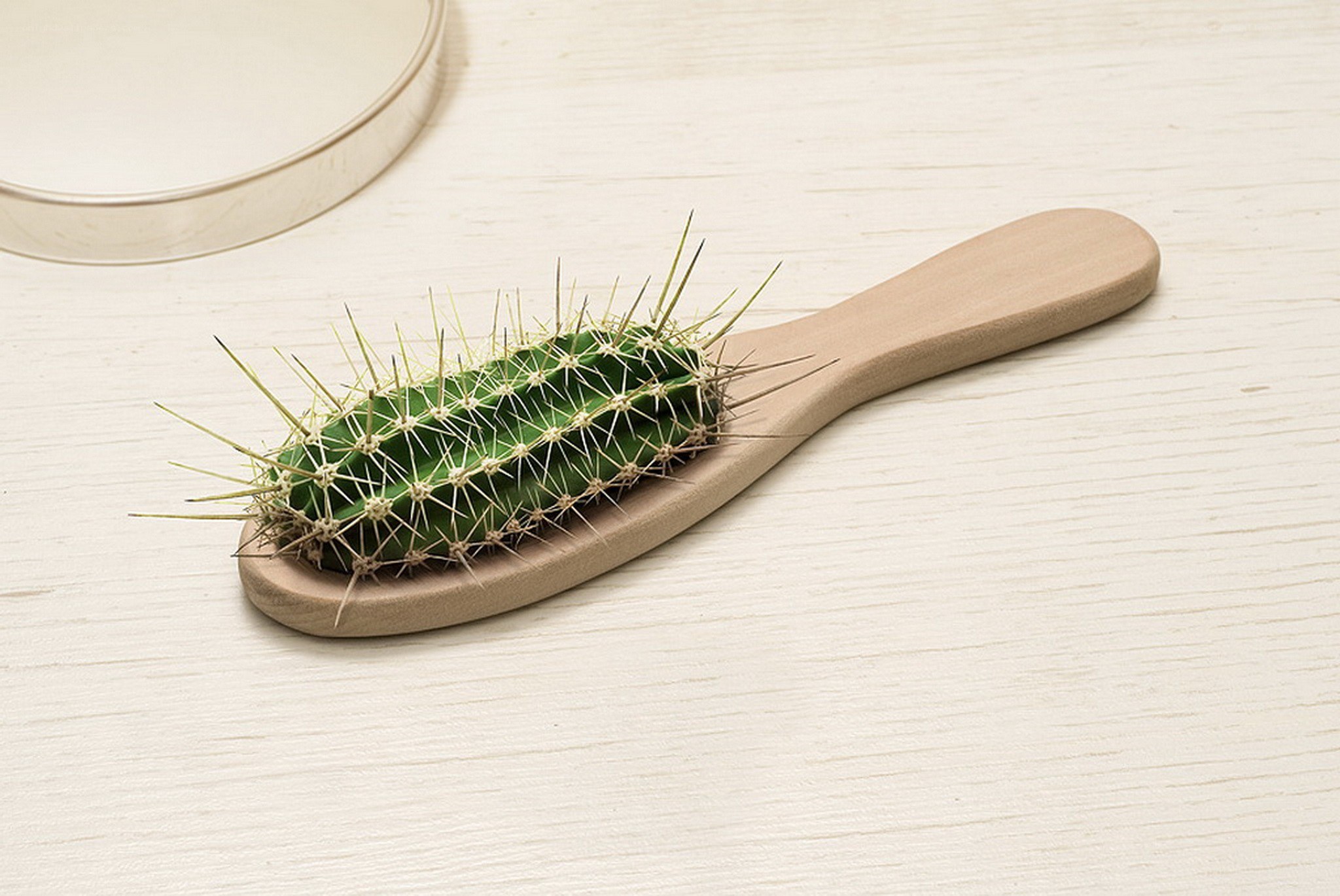 cactus hairbrush design