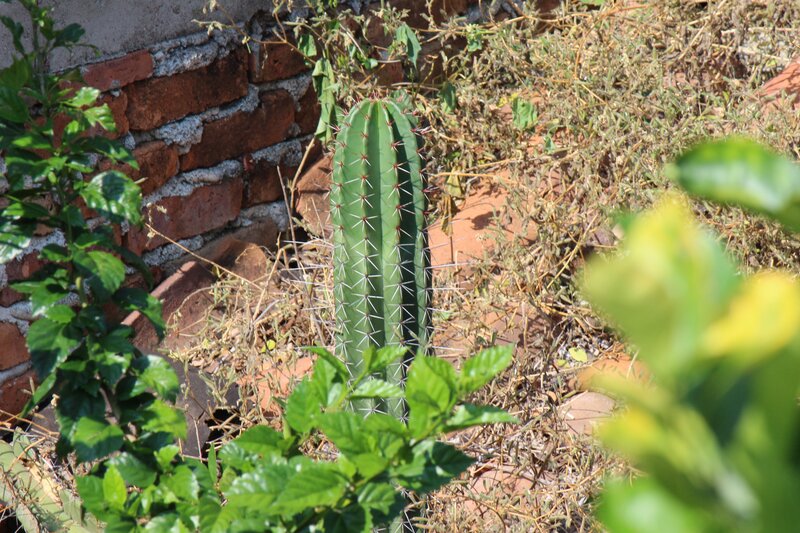 Cactus in a garden
