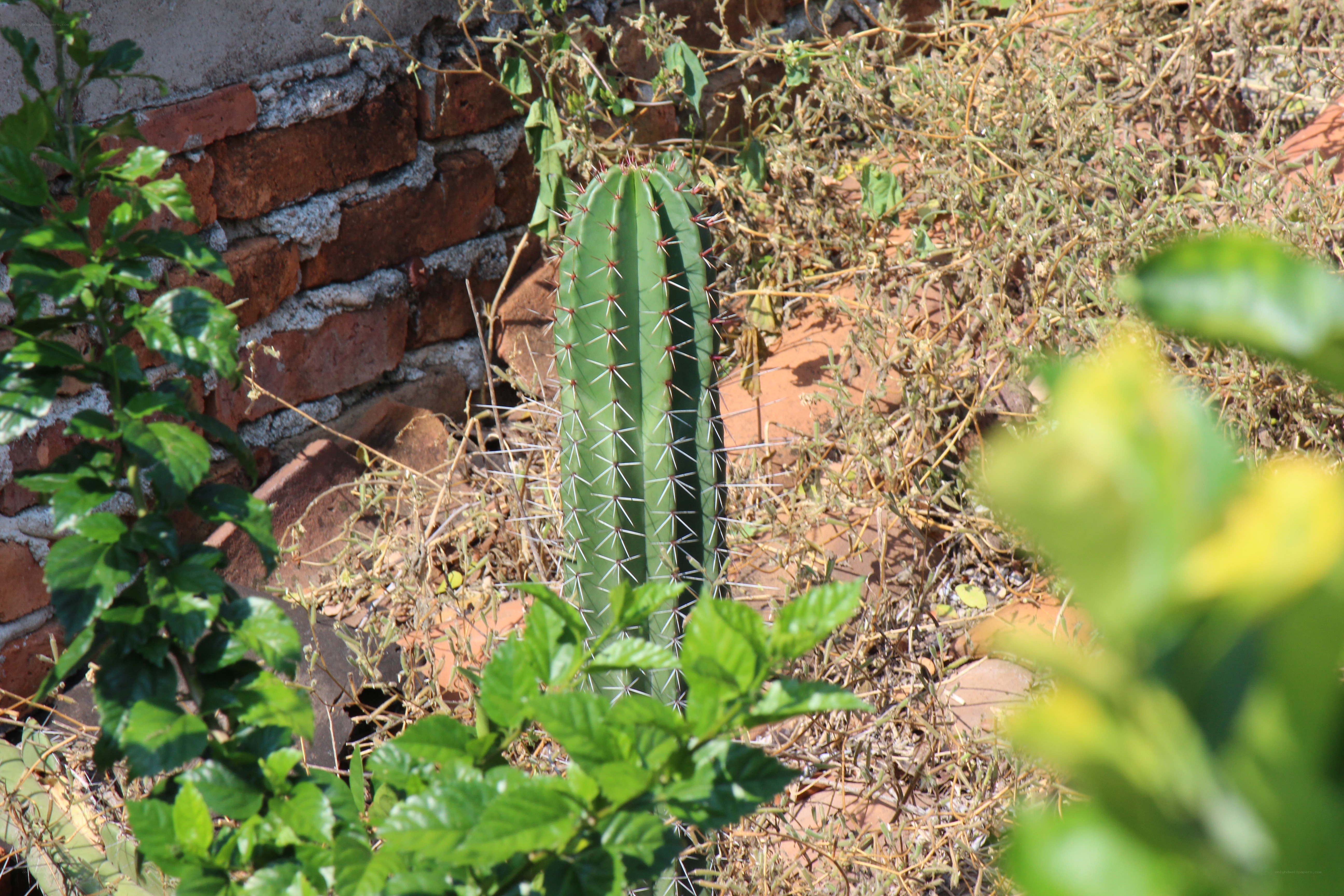 Cactus in a garden