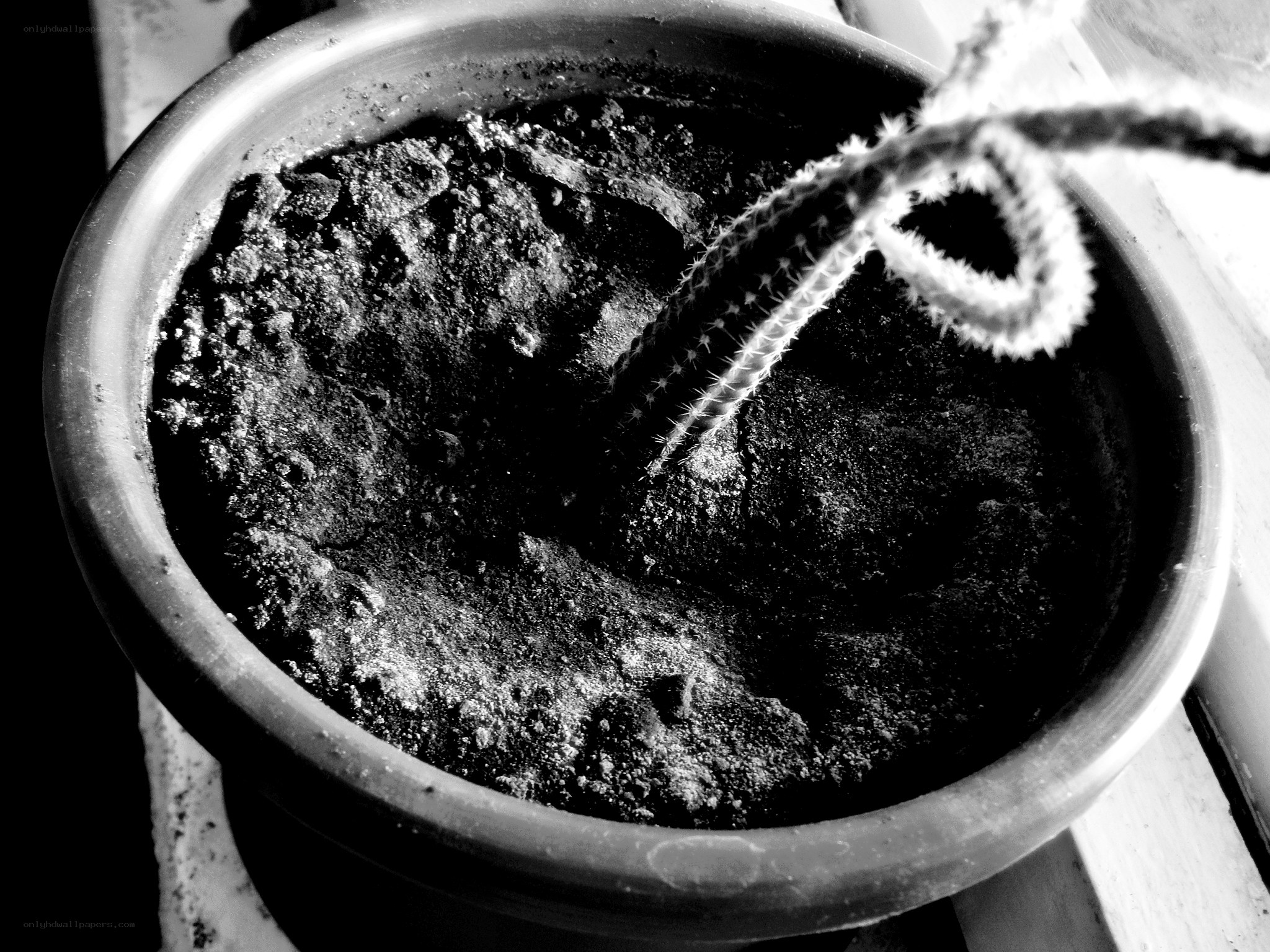 Cactus in a pot