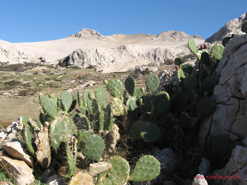 Cactus in a rocky landscape