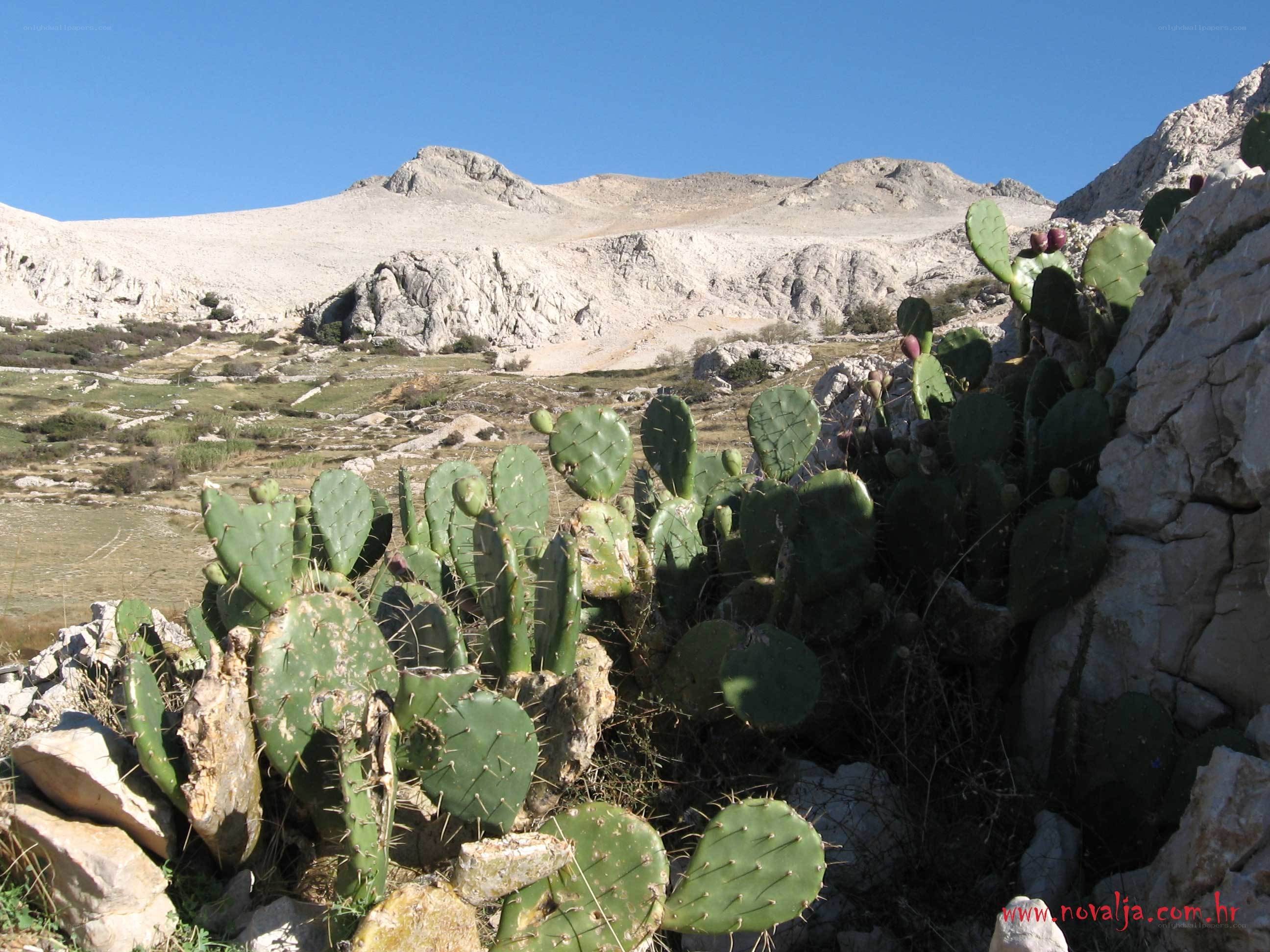 Cactus in a rocky landscape