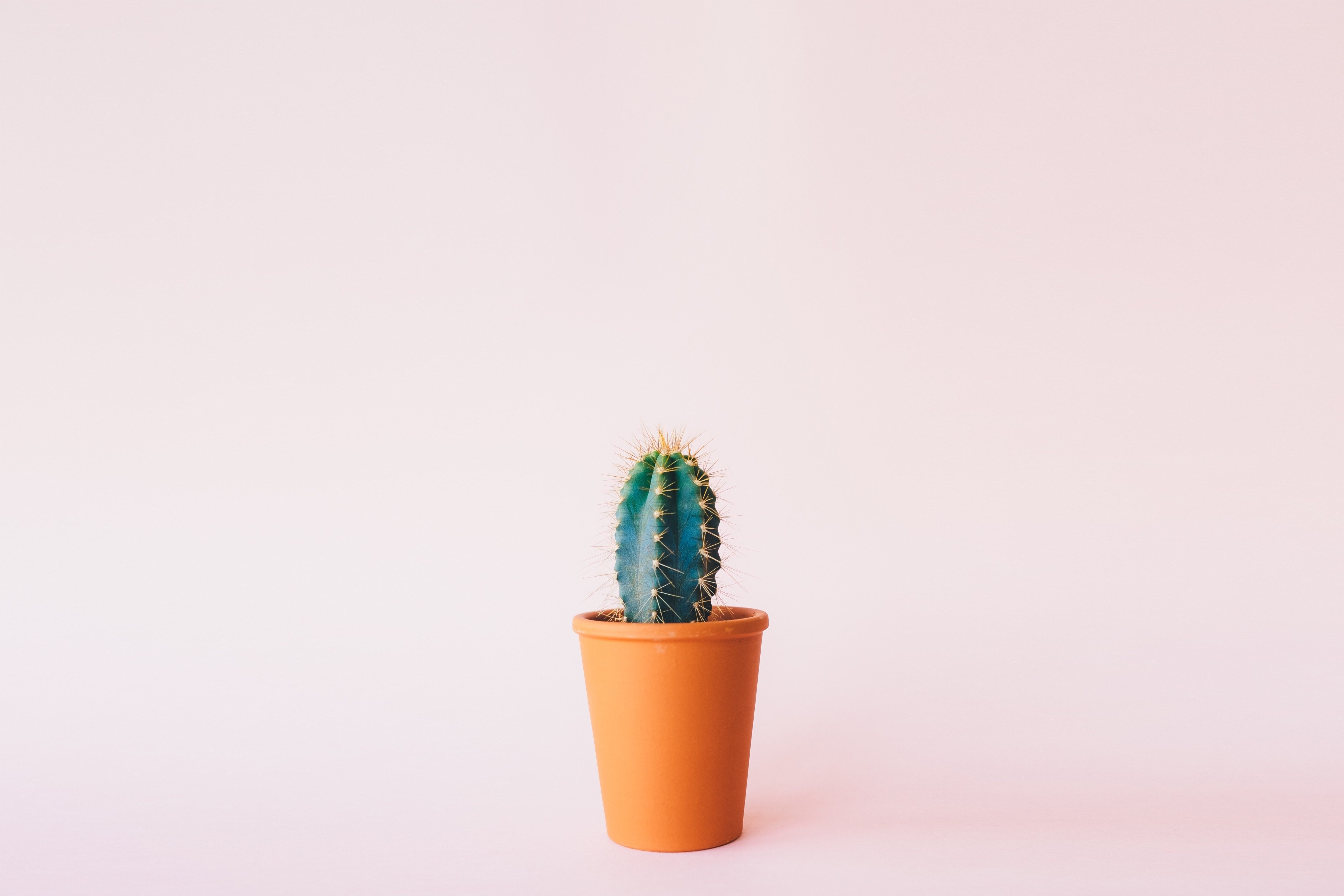 Cactus in a terracotta pot