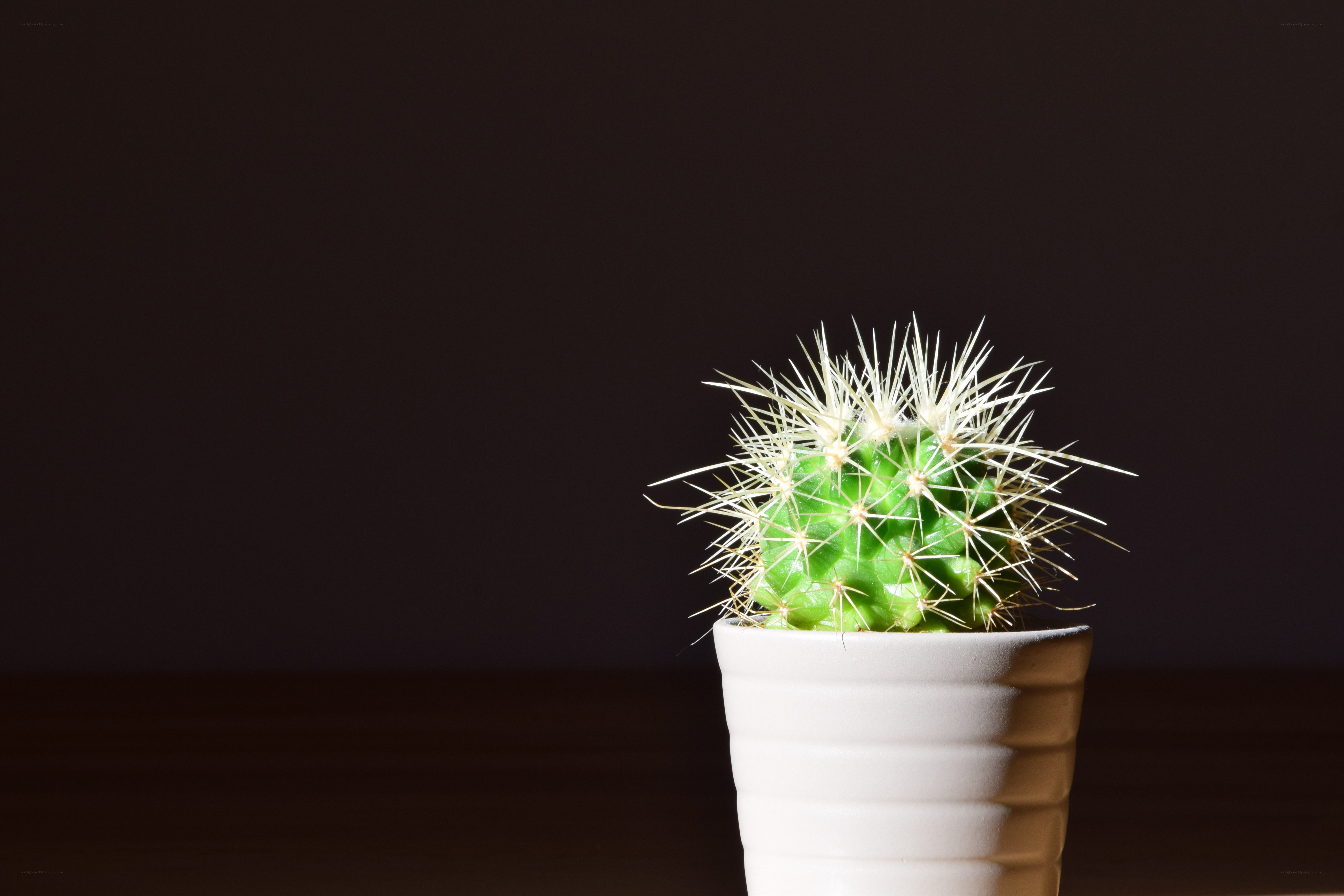 Cactus in a white pot