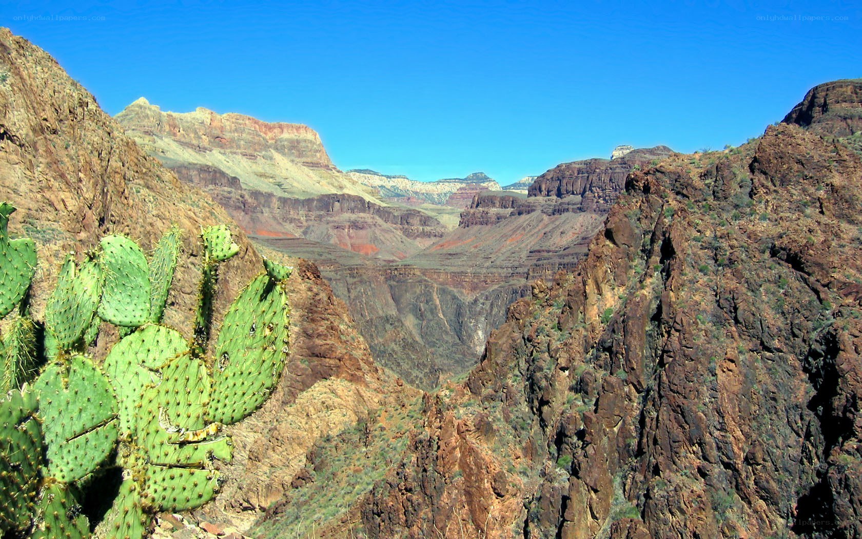 cactus in canyon landscape