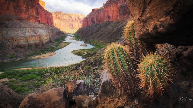 Cactus in Canyon