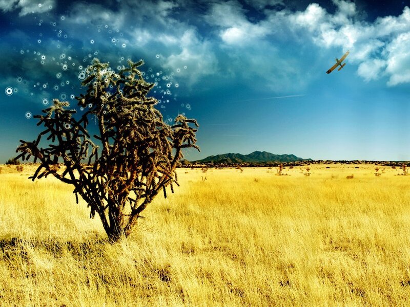 Cactus in Desert Field