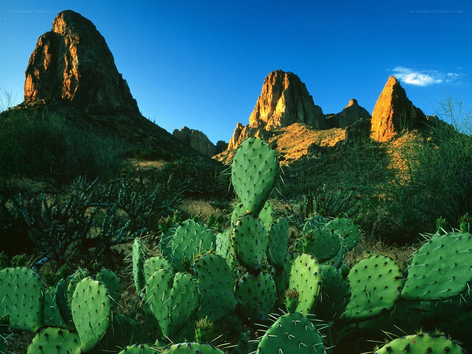 Cactus in desert landscape