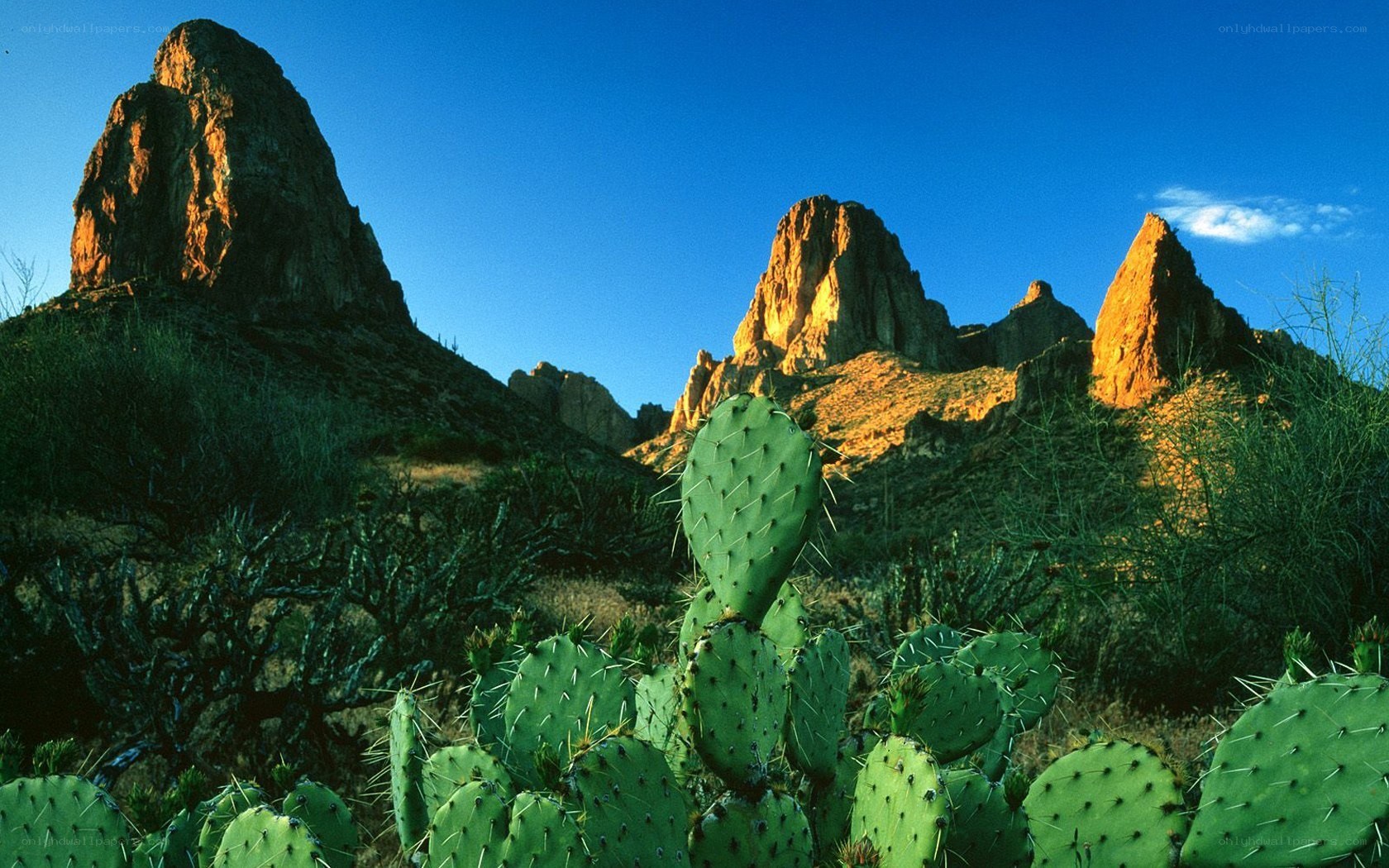 cactus in desert landscape