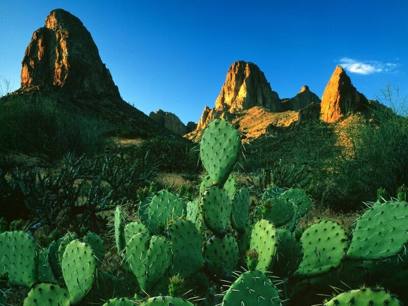 Cactus in desert landscape