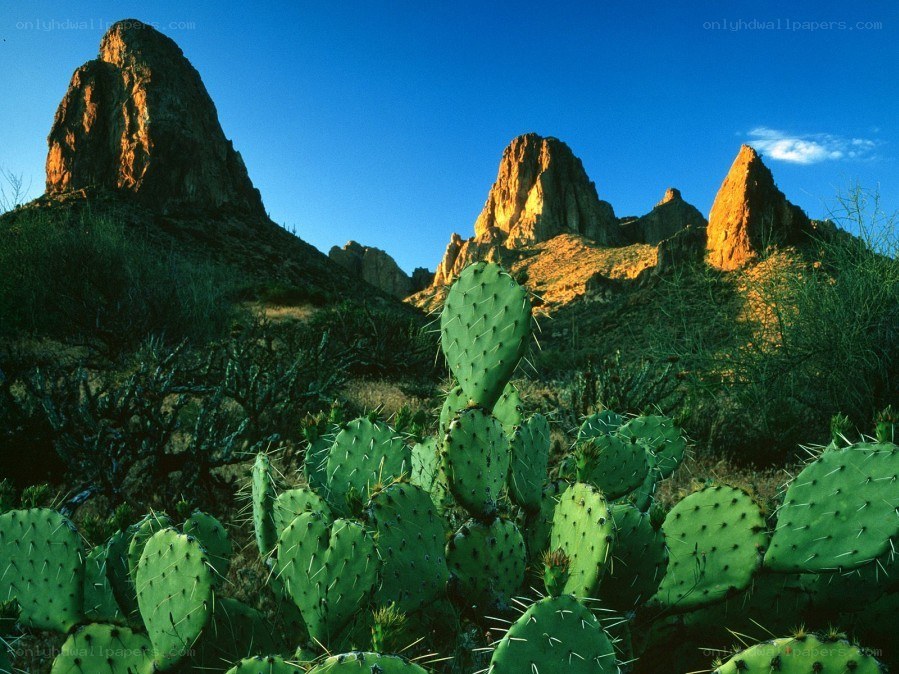 Cactus in desert landscape