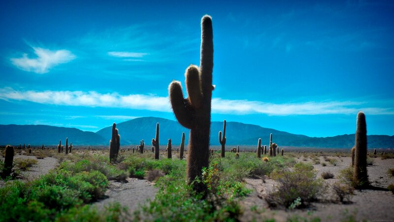Cactus in Desert Landscape — Blue, Serene, Afternoon