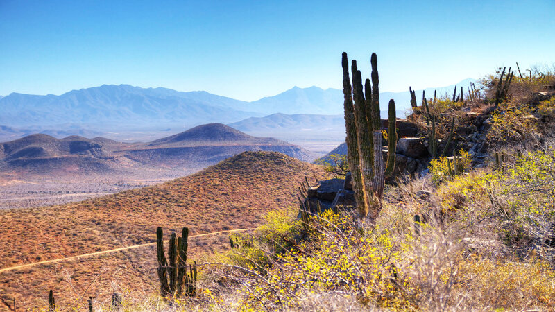 Cactus in Desert Landscape — Blue, Serene