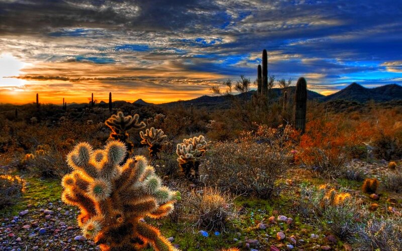 Cactus in Desert Landscape — Blue