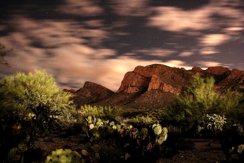Cactus in Desert Landscape — Brown, Dramatic