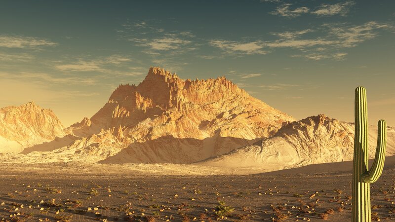 Cactus in Desert Landscape — Brown, Serene