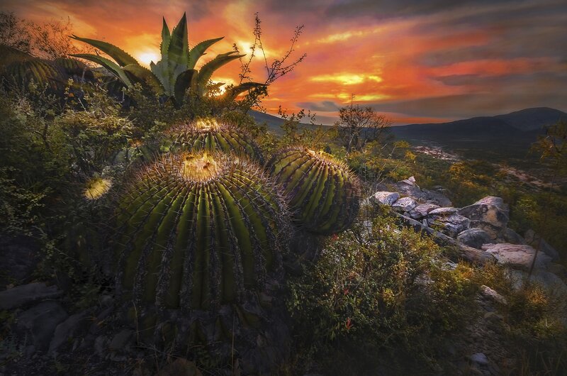 Cactus in Desert Landscape — Orange, Dramatic, Sunset