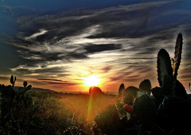 Cactus in Desert Landscape — Orange, Dramatic