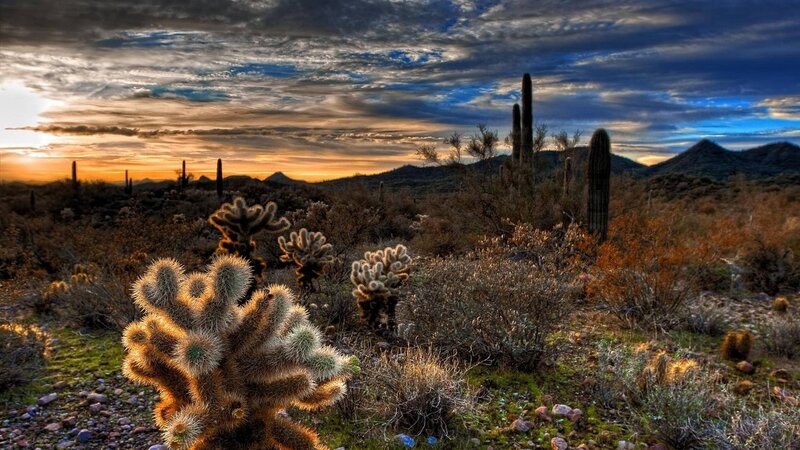 Cactus in Desert Landscape — Orange
