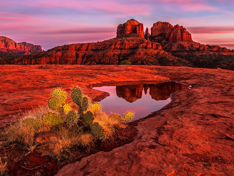 Cactus in Desert Landscape — Red