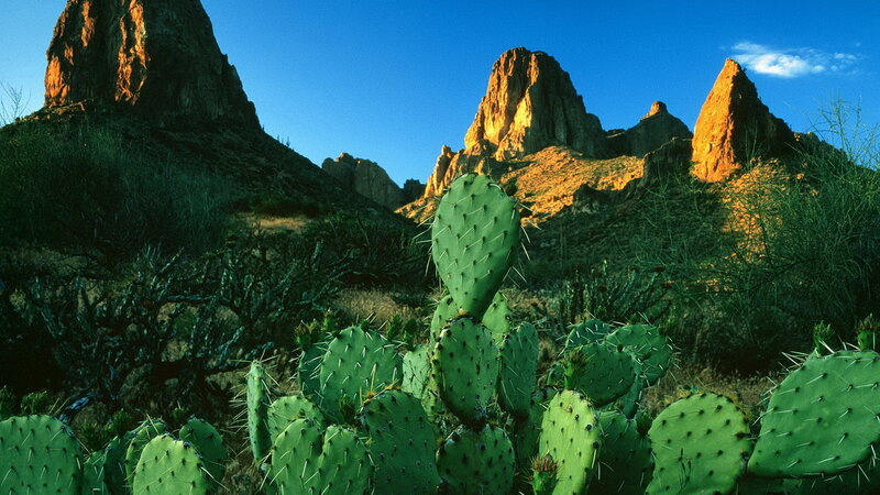 Cactus in desert landscape