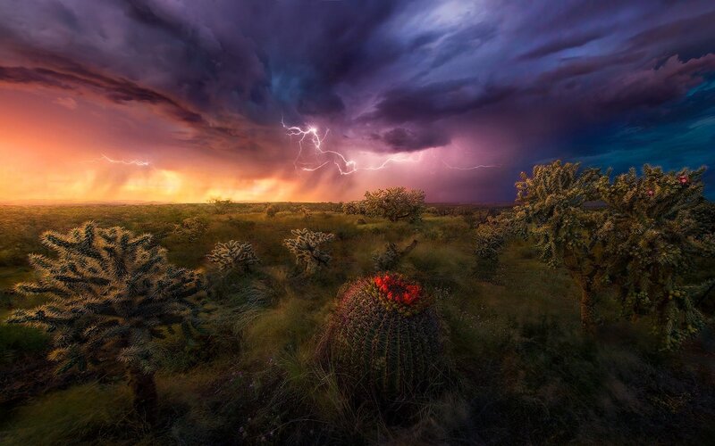 Cactus in Desert Storm