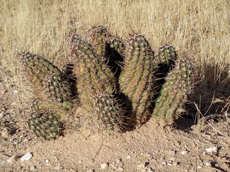 Cactus in dry grass