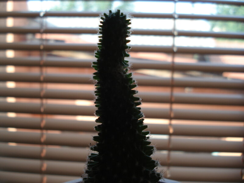 cactus in front of blinds