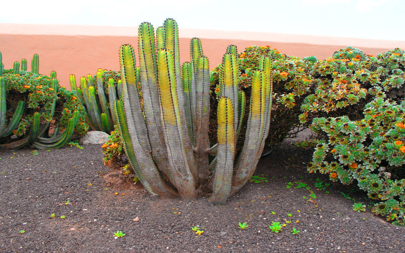Cactus in Garden