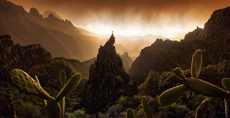 Cactus in Mountain Valley — Brown